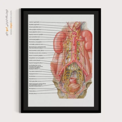 تابلو آناتومی - اسپو دکور