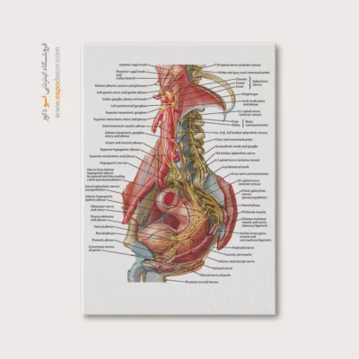 تابلو آناتومی - اسپو دکور