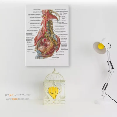 تابلو آناتومی - اسپو دکور