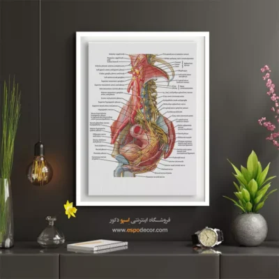 تابلو آناتومی - اسپو دکور