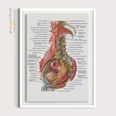 تابلو آناتومی - اسپو دکور