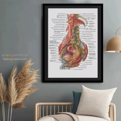 تابلو آناتومی - اسپو دکور