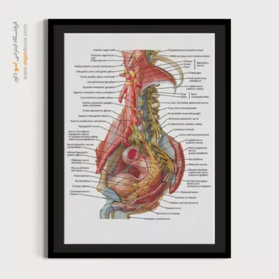 تابلو آناتومی - اسپو دکور