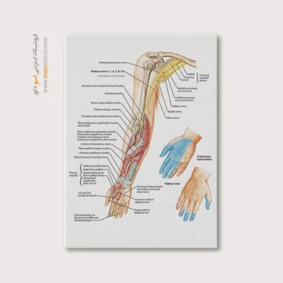 تابلو آناتومی - اسپو دکور