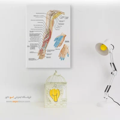 تابلو آناتومی - اسپو دکور