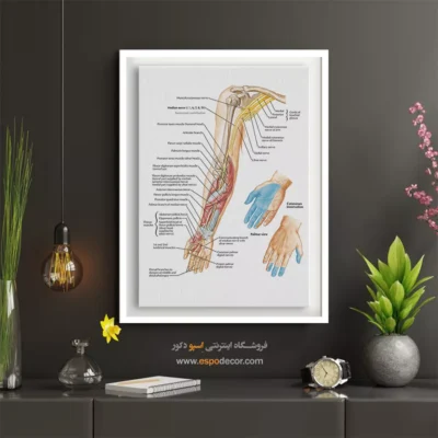 تابلو آناتومی - اسپو دکور