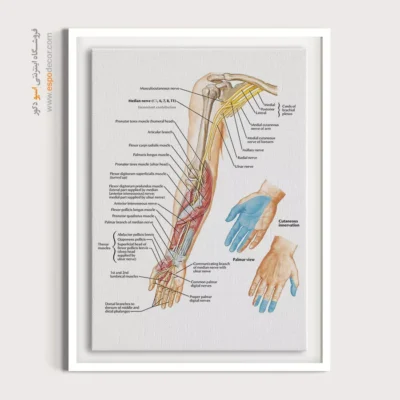 تابلو آناتومی - اسپو دکور