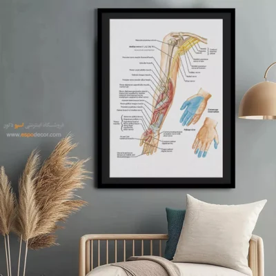 تابلو آناتومی - اسپو دکور