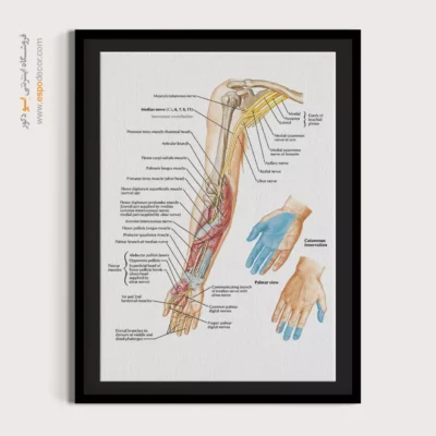 تابلو آناتومی - اسپو دکور