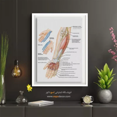 تابلو آناتومی - اسپو دکور