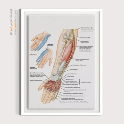 تابلو آناتومی - اسپو دکور