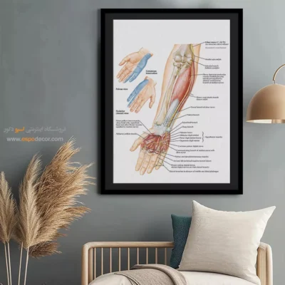 تابلو آناتومی - اسپو دکور