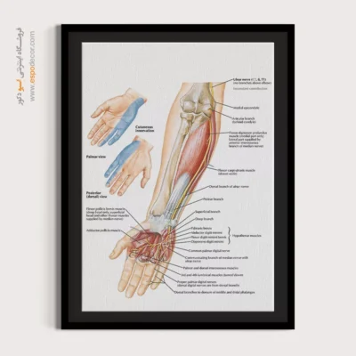 تابلو آناتومی - اسپو دکور