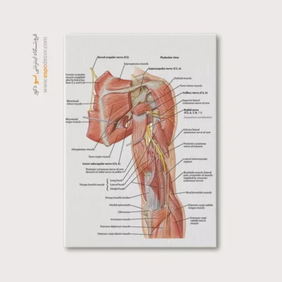تابلو آناتومی - اسپو دکور
