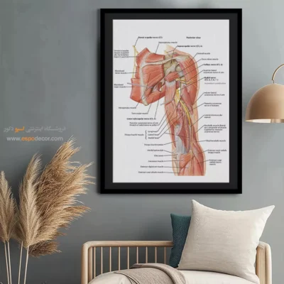 تابلو آناتومی - اسپو دکور