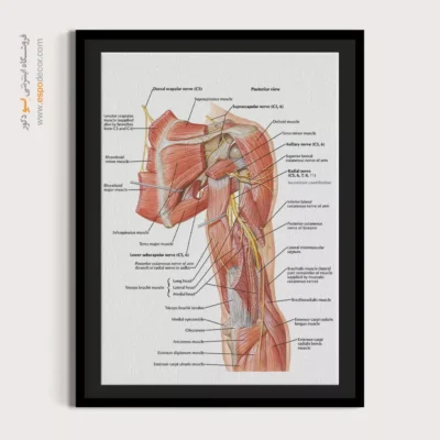 تابلو آناتومی - اسپو دکور