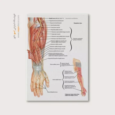تابلو آناتومی - اسپو دکور