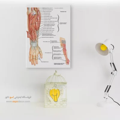 تابلو آناتومی - اسپو دکور