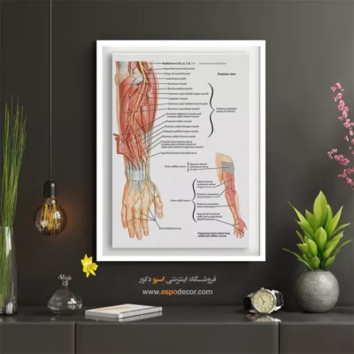 تابلو آناتومی - اسپو دکور