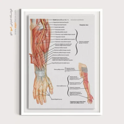 تابلو آناتومی - اسپو دکور