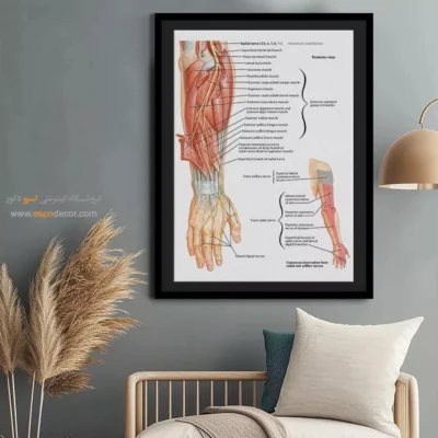 تابلو آناتومی - اسپو دکور