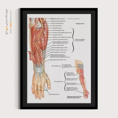 تابلو آناتومی - اسپو دکور