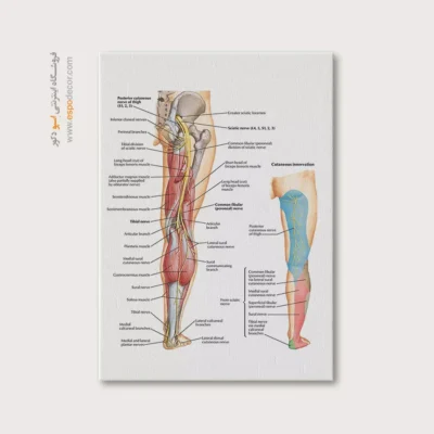 تابلو آناتومی - اسپو دکور