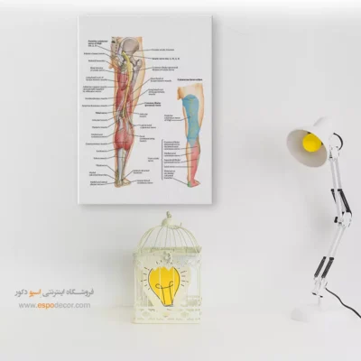تابلو آناتومی - اسپو دکور