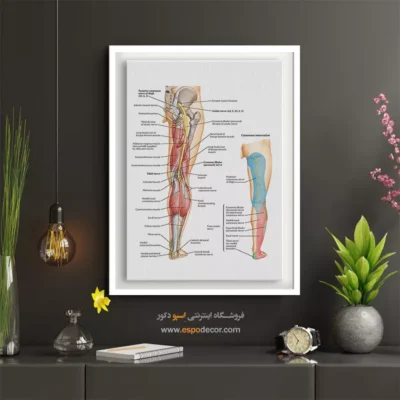 تابلو آناتومی - اسپو دکور