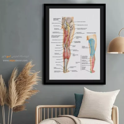 تابلو آناتومی - اسپو دکور
