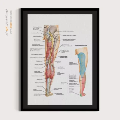 تابلو آناتومی - اسپو دکور