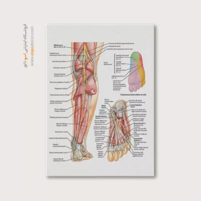 تابلو آناتومی - اسپو دکور