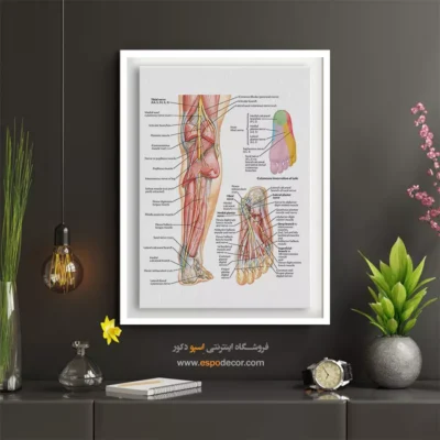 تابلو آناتومی - اسپو دکور