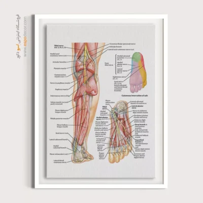 تابلو آناتومی - اسپو دکور