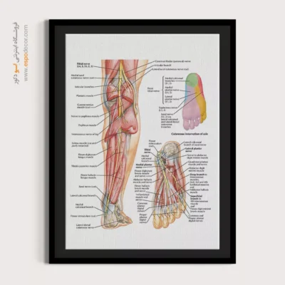 تابلو آناتومی - اسپو دکور