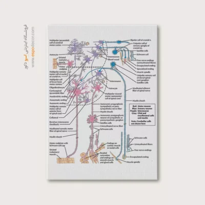 تابلو آناتومی - اسپو دکور