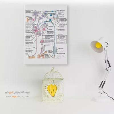 تابلو آناتومی - اسپو دکور