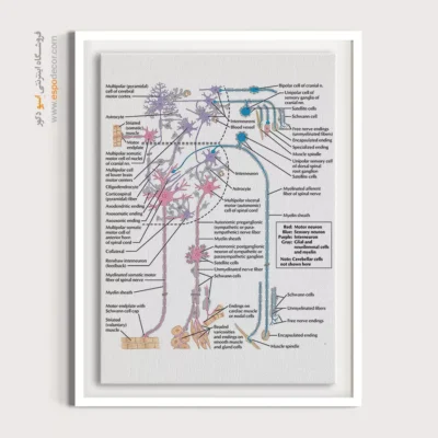 تابلو آناتومی - اسپو دکور