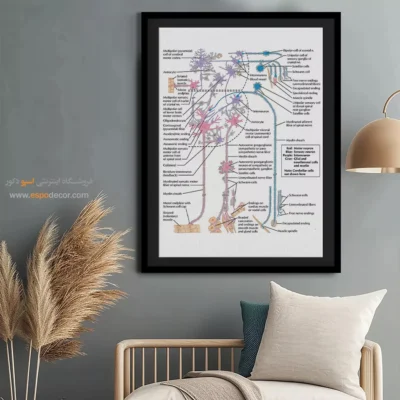 تابلو آناتومی - اسپو دکور