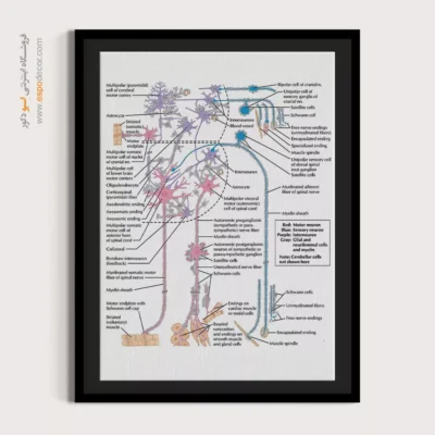 تابلو آناتومی - اسپو دکور