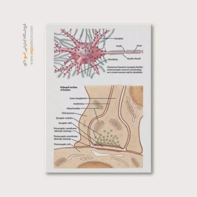 تابلو آناتومی - اسپو دکور