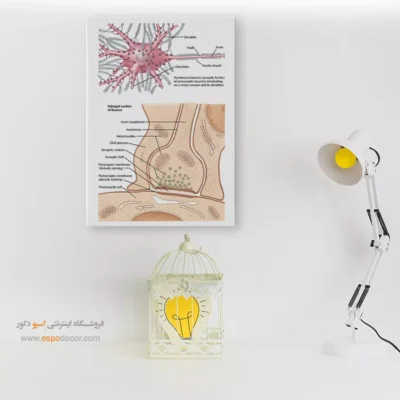 تابلو آناتومی - اسپو دکور