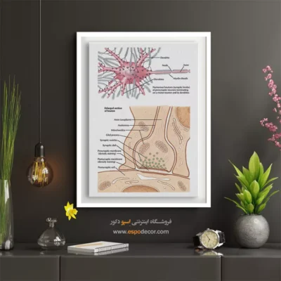 تابلو آناتومی - اسپو دکور