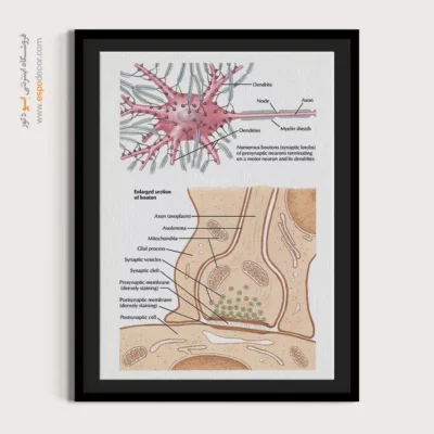تابلو آناتومی - اسپو دکور