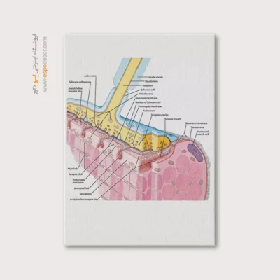 تابلو آناتومی - اسپو دکور