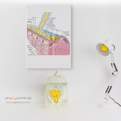 تابلو آناتومی - اسپو دکور