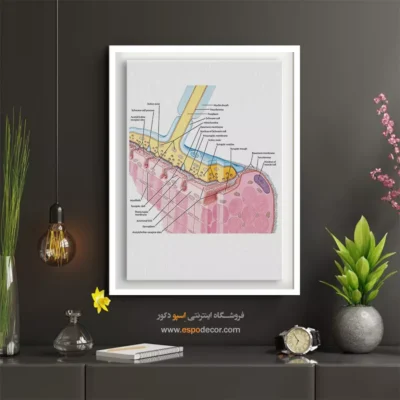 تابلو آناتومی - اسپو دکور