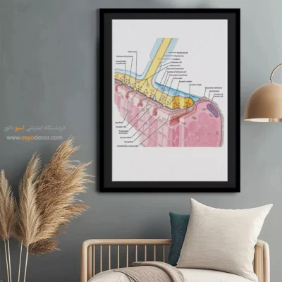 تابلو آناتومی - اسپو دکور