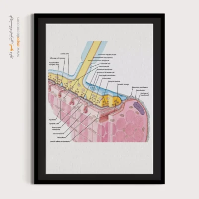 تابلو آناتومی - اسپو دکور