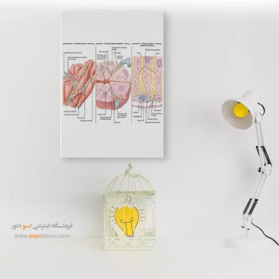 تابلو آناتومی - اسپو دکور